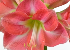 hippeastrum Rosalie ® (2)